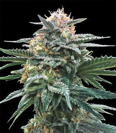 Semi da collezione - Semi Femminizzati THC < 0.5% - HSB - FORBIDDEN FRUIT  CBD AUTO - THC <0.35% CBD 8-12% - 25 SEMI - Idrogrow