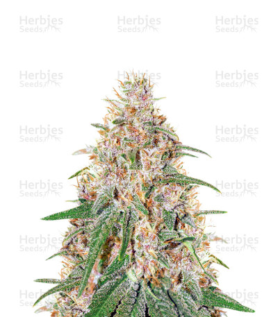 C-Vibez — Dutch Passion