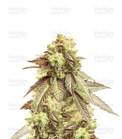 San Fernando Valley — Herbies Seeds