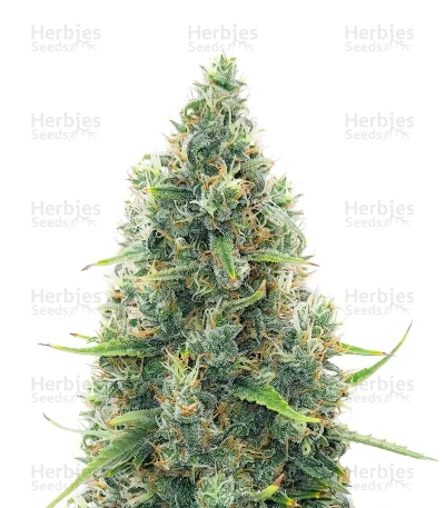 Acapulco Gold