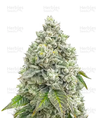 Mandarin Cookies R1 V2 — Ethos Genetics