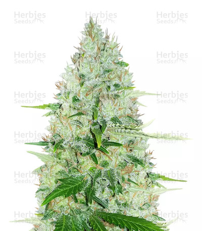 Moby Dick — Herbies Seeds