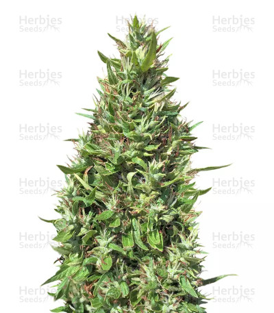 Panama x Bangi Haze — Ace Seeds