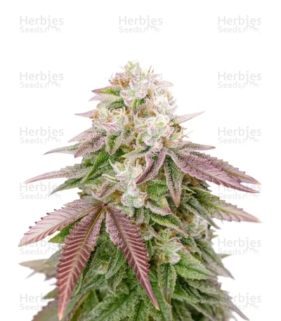 Sugarlato — Green House Seeds