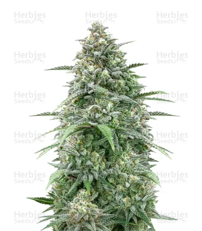 Z-Up — Fast Buds