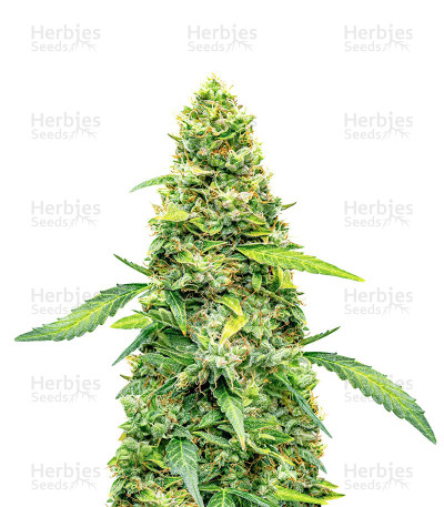 Super Lemon Haze Autoflower — Herbies Seeds