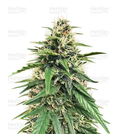 Blues Auto