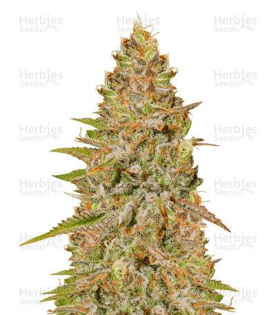 Critical Super Silver Haze — Delicious Seeds