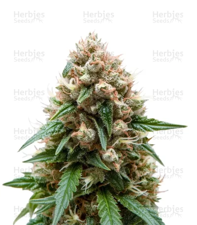 Purple Dawg Mass Auto