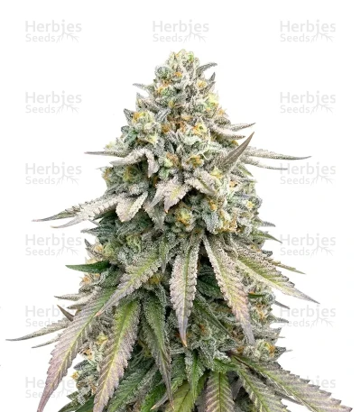 Cookies Gelato — Royal Queen Seeds