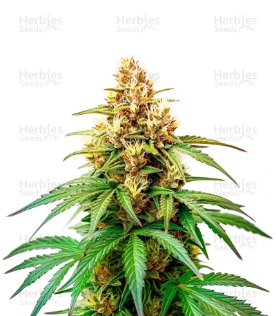 Hellfire OG — World Wide Cultivars