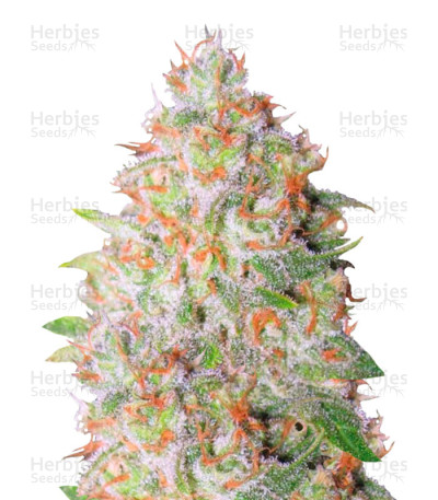 Great White Shark Auto