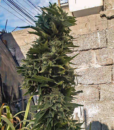 Afghan Hash Plant regular (Barney's Farm) - Herbies Canada