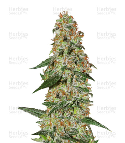 Blue Rhino — Positronics Seeds