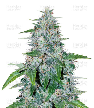 Critical Mass Auto