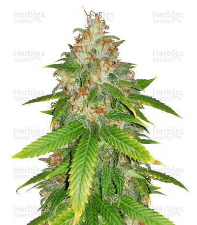 Golden Lemons — DNA Genetics