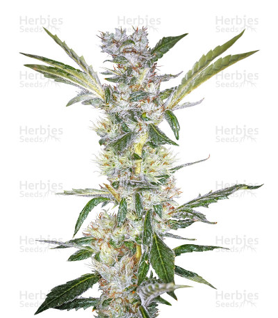 U - Pink Kush