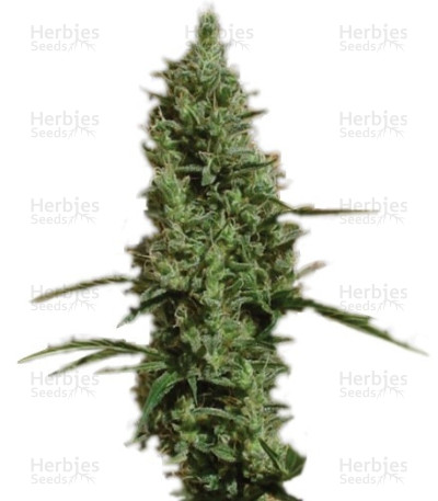 Atomical Haze — Paradise Seeds