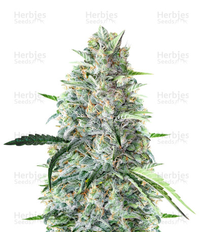 MK Ultra — Herbies Seeds