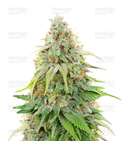 Amnesia — Green House Seeds