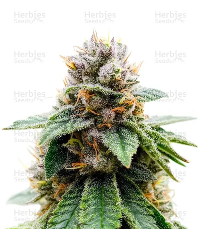 Colorene Kush