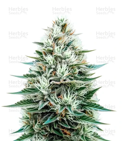 Copacabana Auto — Flash Seeds Bank