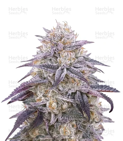 King's Juice Auto