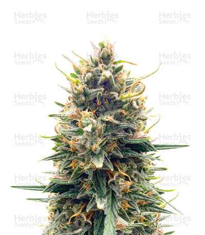 Tropicana Cookies Auto — Fast Buds