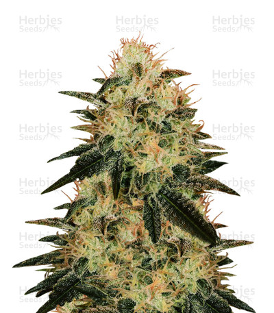 American Stafford — Kera Seeds