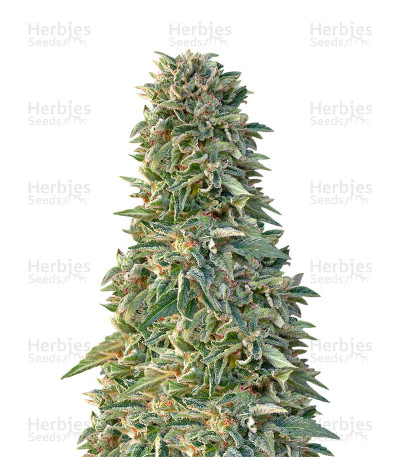 Jack-Matic Auto — Blackskull Seeds