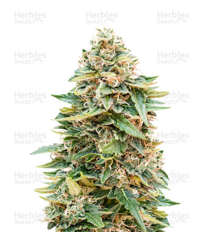 Auto Skunk 47 — Advanced Seeds