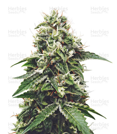 Fantasmo Express Auto — Mephisto Genetics