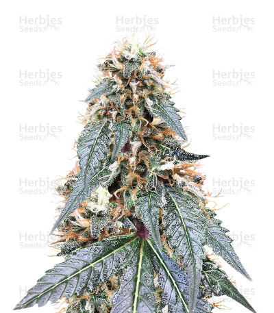 Royal Queen Diamond — Kera Seeds