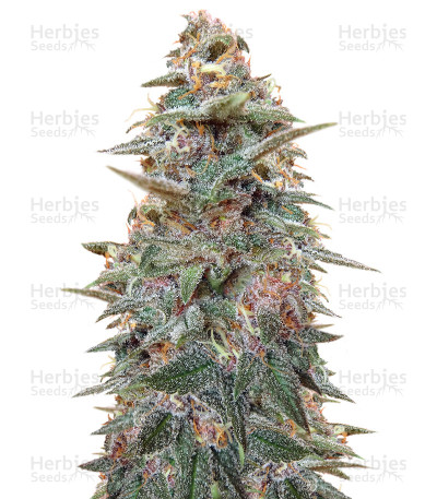 Violeta — Ace Seeds