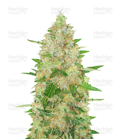 Extreme Impact Auto — Heavyweight Seeds