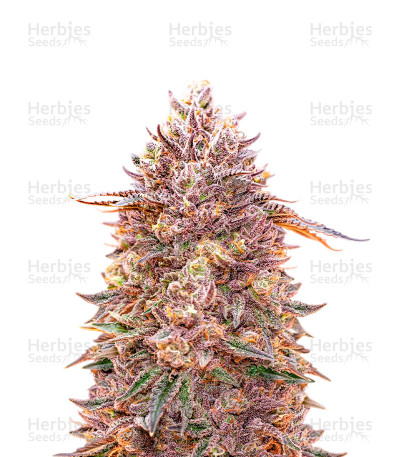 CANNABIS×Barbudos×yasuhide ono3点セット CANNABIS×Barbudos×yasuhide ono3点セット