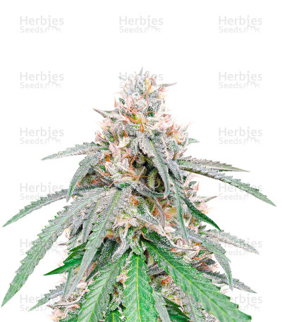 Green Crack Punch — Royal Queen Seeds