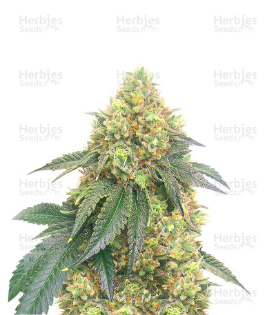 Jamaican OG