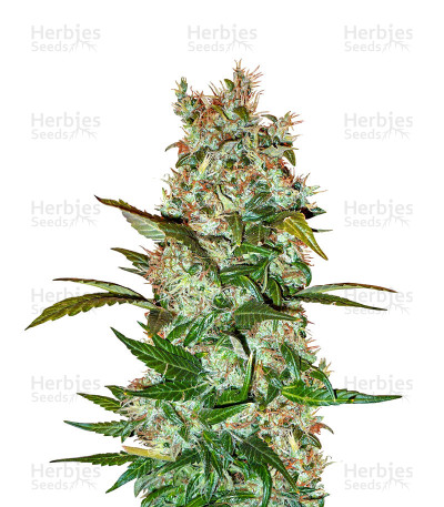 Mimosa x Orange Punch Auto — Barney's Farm