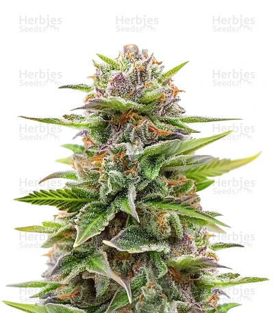 Blue Dream