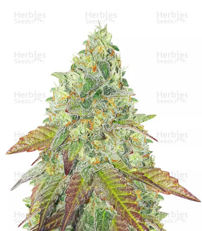 Grand Daddy Purple