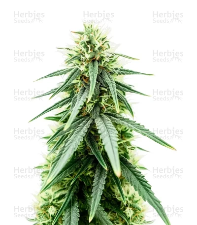 Purple Haze Fem — Sensi Seeds
