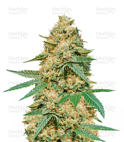 Silver LA — DNA Genetics