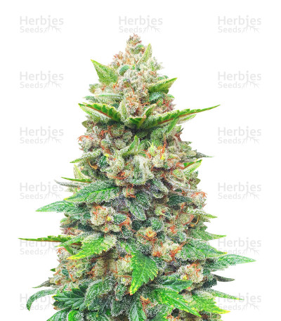 Strawberry Gorilla Auto — Fast Buds