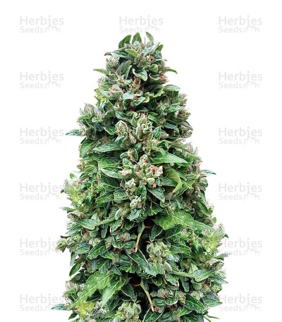 Dinamed CBD Autoflowering — Dinafem Seeds