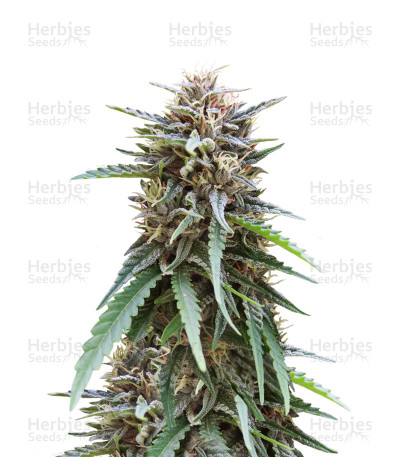 Frizzy Kush — Seedstockers
