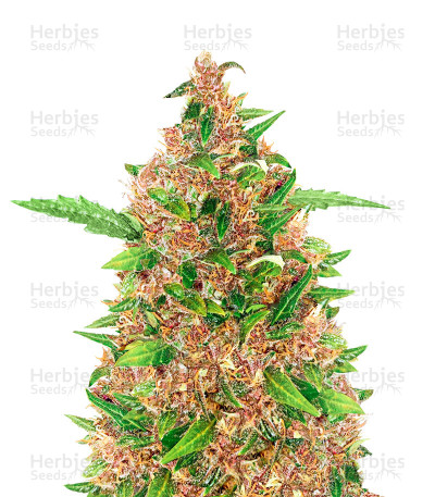 Purple Kush Autoflower — Herbies Seeds