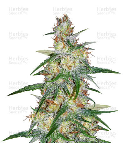 Skunk Haze — Mr. Nice Seedbank