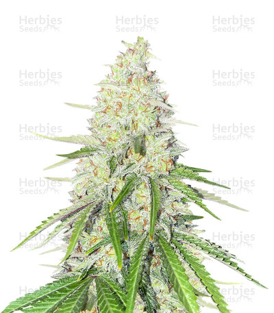 Chocolate Thai Autoflower — Herbies Seeds