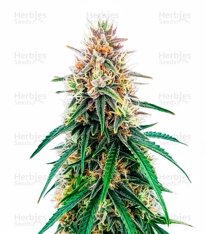 Candy Bubatz XL — Dutch Passion